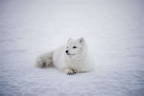 Arctic Fox Facts: 40 Frosty Facts About These Furry Foxes - Facts.net