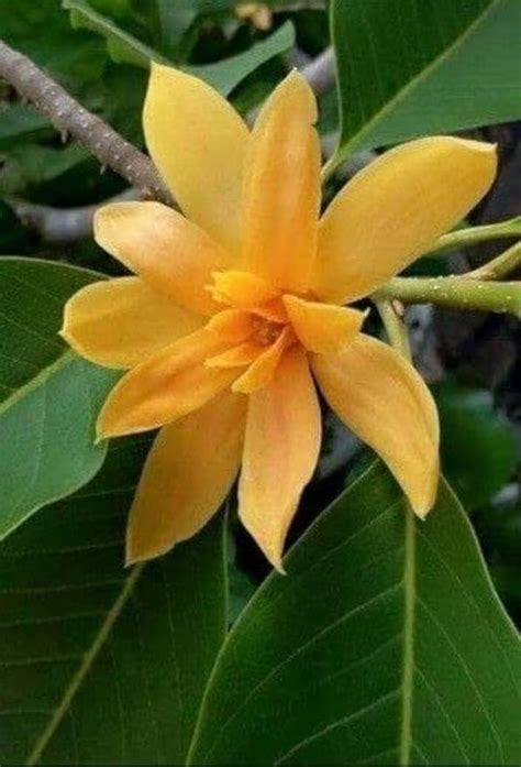 TENDER LEAVES Golden Champa Swarna Champa Orange Swarna Champa Sonchafa ...