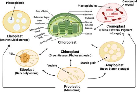 Frontiers | Retrograde and anterograde signaling in the crosstalk between chloroplast and nucleus