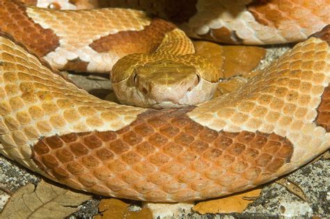 Tennessee Copperhead Snakes