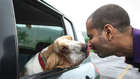 Tips for dog owners planning a road trip with their pet - Overdrive