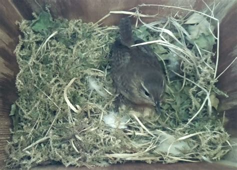 Image result for Raspberry Pi Bird Camera