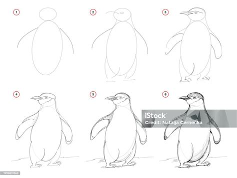 Image result for Step by Step Drawing Penguin