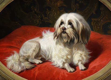 Conradijn Cunaueus - Oil On Panel, Portrait Of A Maltese Dog By Conradijn Cunaeus 19th For Sale ...