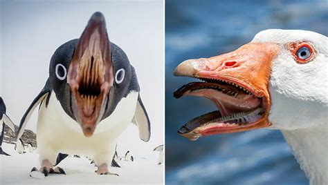 Image result for Animals to Draw in Google Colab Using Python Code