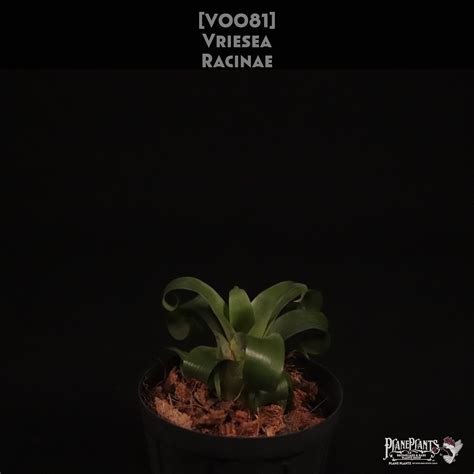 【送料無料】racinae〔フリーセア〕現品発送V0081 | plane plants