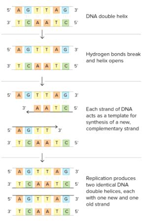 DNA Replication Model Labeled 的图像结果