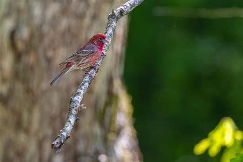 Download wallpaper 3600x2400 rosefinches, bird, branch hd background