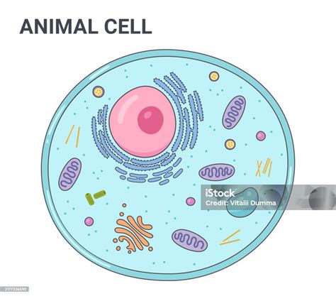 Cellular Structure 的图像结果