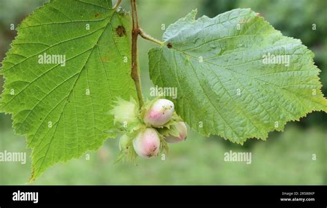 Image result for Hazelnut Hazel Tree