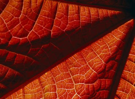 Image result for Distinct Patterns