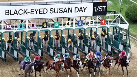 Preakness Stakes 2025: Glamour, fierce races, and palpating excitement ...
