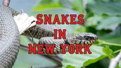 Black Snake With White Stripes New York at Rodney Hickman blog