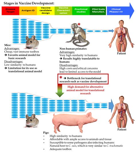 Mucosal Vaccination with UV-Inactivated Chlamydia suis in Pre-Exposed Outbred Pigs Decreases ...
