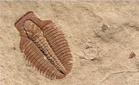 Alien Fossils 的图像结果
