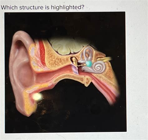 Solved Which structure is highlighted?CochleaVestibule of | Chegg.com