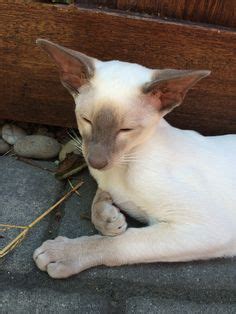 Lilac point Siamese Lovely, Animals And Pets