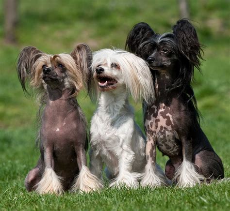 Chinese Crested Dogs | Chinese crested dog, Chinese crested, Dogs