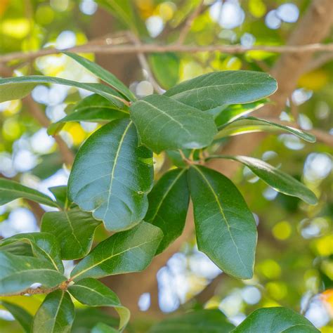 Live Oak | Moon Valley Nurseries