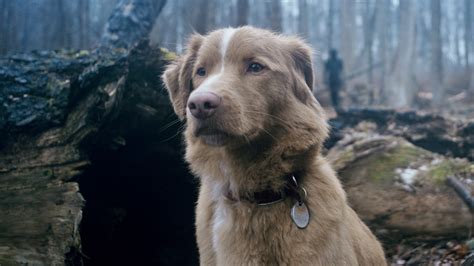 How To Watch 'Good Boy': The Dog-Led Supernatural Horror Movie Is Now ...