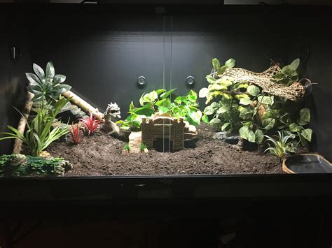 How Big Should A Corn Snake Enclosure Be at Claudia Aunger blog