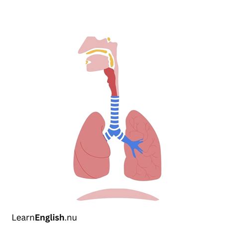 Body Systems In Spanish and English - learn spanish