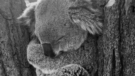 Download wallpaper 1366x768 koala, sleep, animal, gray, bw tablet ...