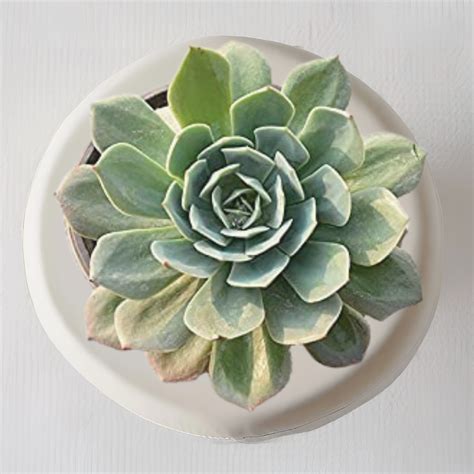 Secunda Succulent – Gardengram