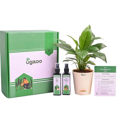 Plant Beginners Kit with Peace Lily Plant – Ugaoo