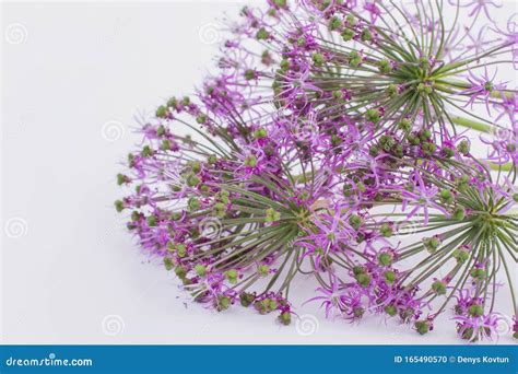 Beautiful Blooming Allium Close Up. Stock Photo - Image of card, green ...