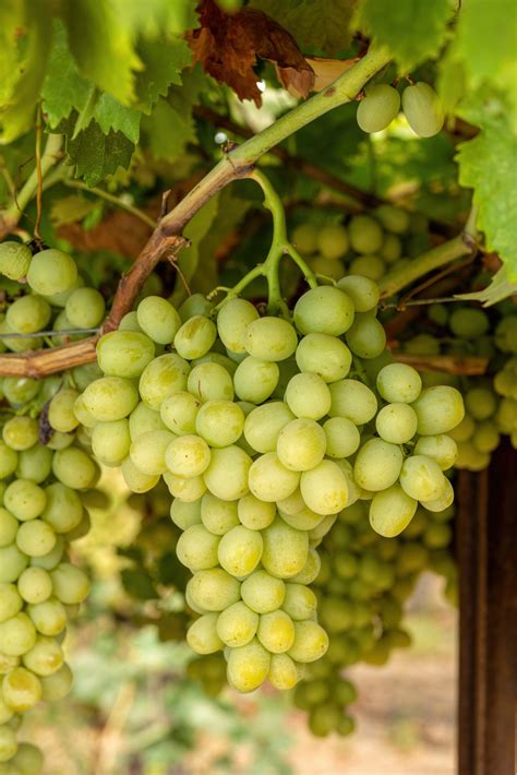 Autumn King – Grape Varieties in the USA
