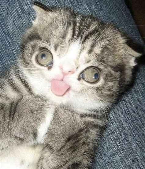 Pin by LEF on Cat Lady | Cute cats, Silly cats pictures, Cat memes