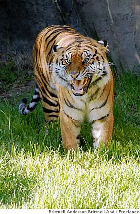 Tatiana The Tiger