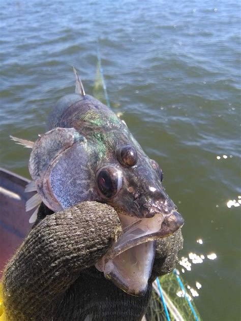 Fish With 3 Eyes