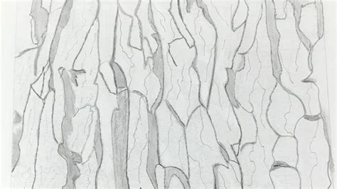 Image result for Tree Bark Simple Drawing