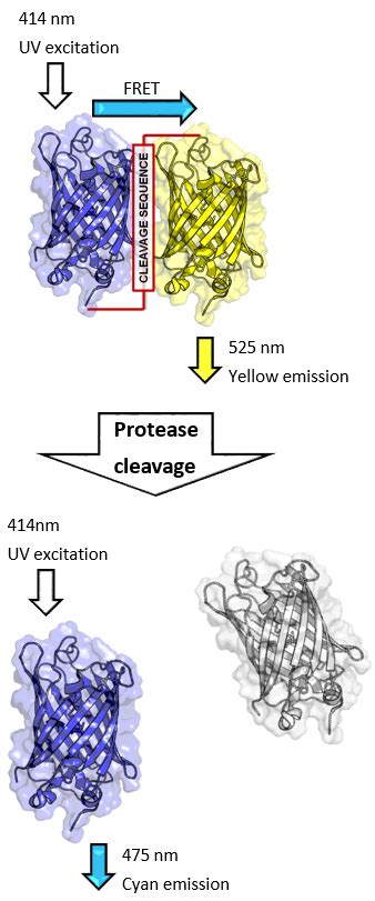 Complement Responsible For 的图像结果
