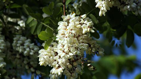 Black locust wallpaper - Flower wallpapers - #38690