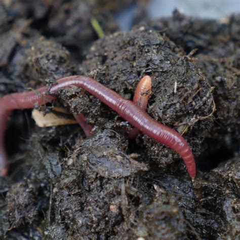 Earthworms Facts Scientists Solve Mystery Behind Earthworm Digestion