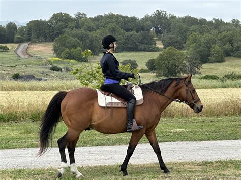 Gallery - Pegasus Riding School