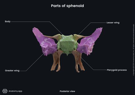 Sphenoid Bone Sella Turcica