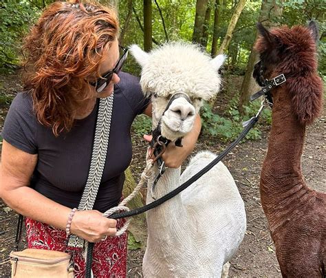 WANDELEN MET ALPACA'S Guide (2026) All You Need to Know BEFORE You Go ...