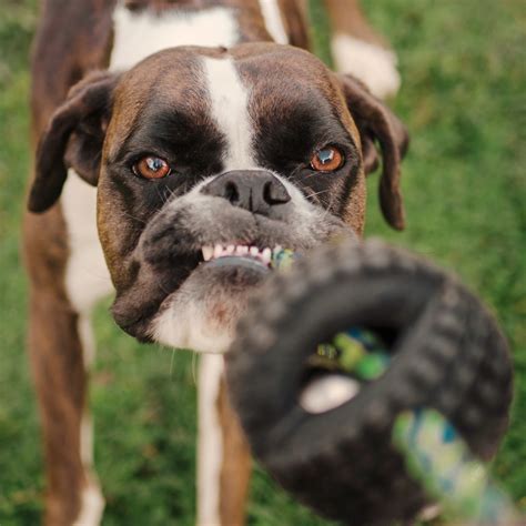 Fun things to do with a dog! - DogZone
