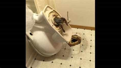 PHOTO: Redditor Claims Rat Became Lodged in Pipe of Hotel Toilet | FOX ...