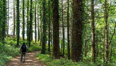 19 Things To Do In Mussoorie For A Soothing Escape