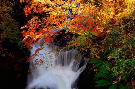 Autumnal Waterfall Tutorial 的图像结果