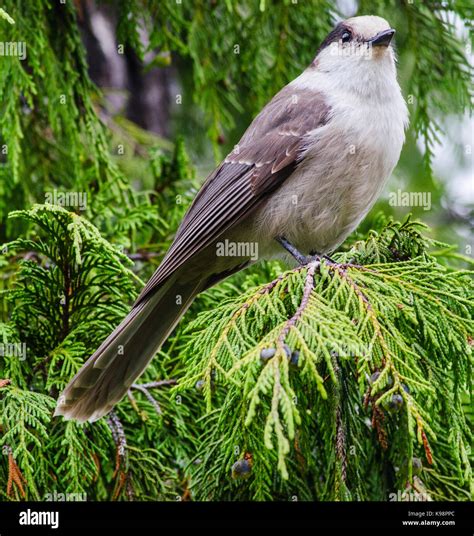 Whiskey jack birds hi-res stock photography and images - Alamy