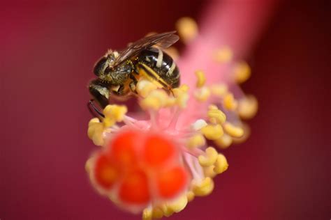 How insects can boost your health