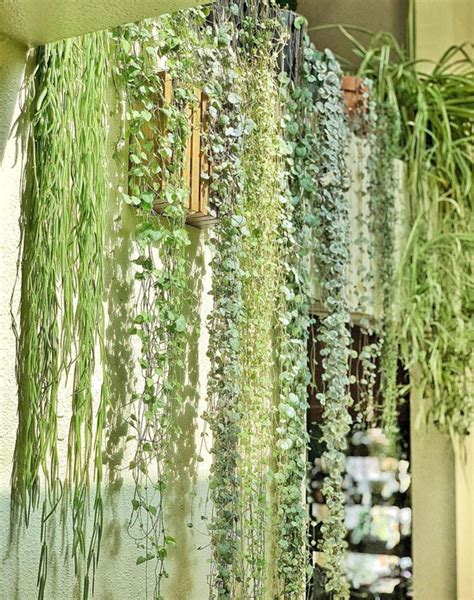 Tropical Hanging Plants for Indoor Decor