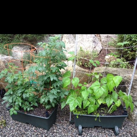 Image result for String Bean Funeral