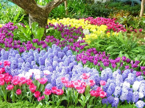 Discover the Beauty of Spring Garden Flowers